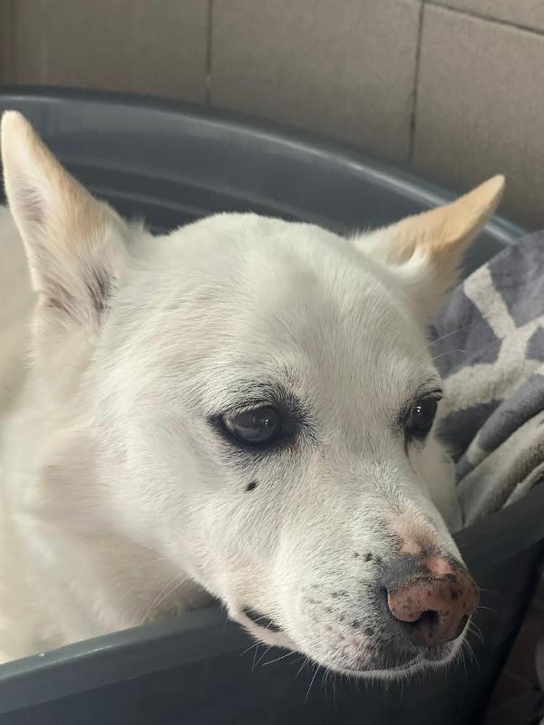 Fox Cagnolino Triste